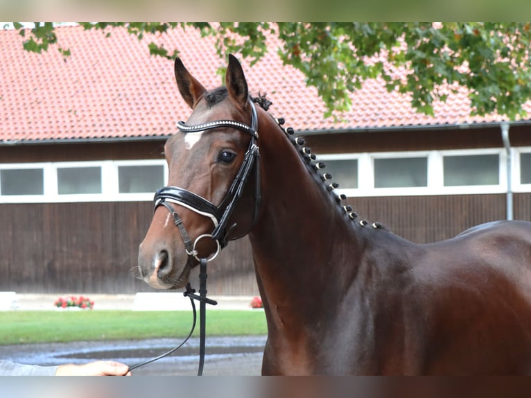 Hannover Stallone 2 Anni 161 cm Baio scuro in Celle