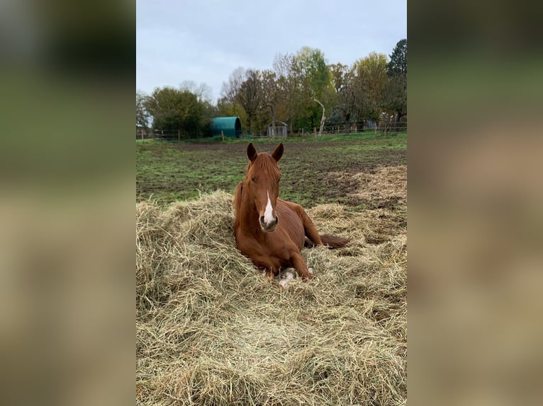Hannover Stallone 2 Anni 162 cm Sauro in Aldenhoven