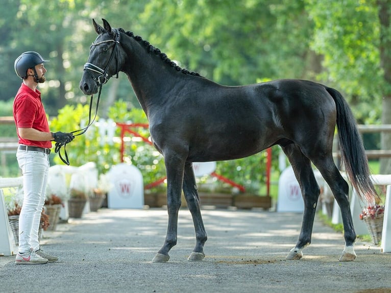 Hannover Stallone 2 Anni 163 cm Morello in Münster-Handorf