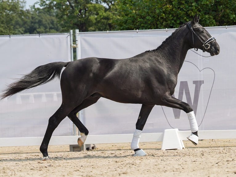 Hannover Stallone 2 Anni 163 cm Morello in Münster-Handorf