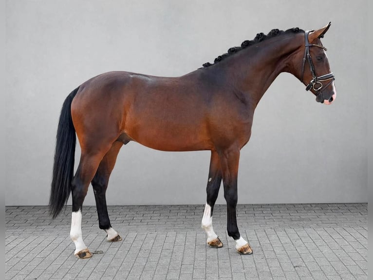 Hannover Stallone 2 Anni 164 cm Baio in Tiddische