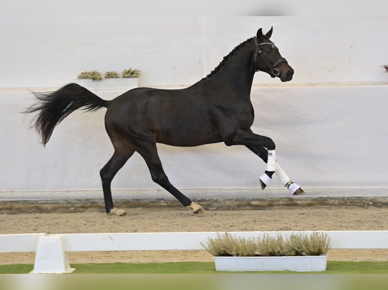 Hannover Stallone 2 Anni 164 cm Baio scuro in Neuerburg