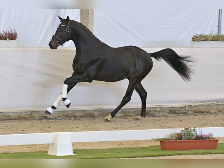 Hannover Stallone 2 Anni 164 cm Baio scuro in Neuerburg