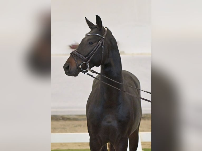 Hannover Stallone 2 Anni 164 cm Baio scuro in Neuerburg