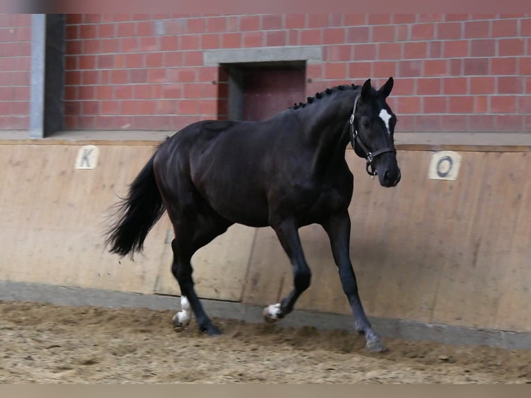 Hannover Stallone 2 Anni 164 cm Morello in Dorsten