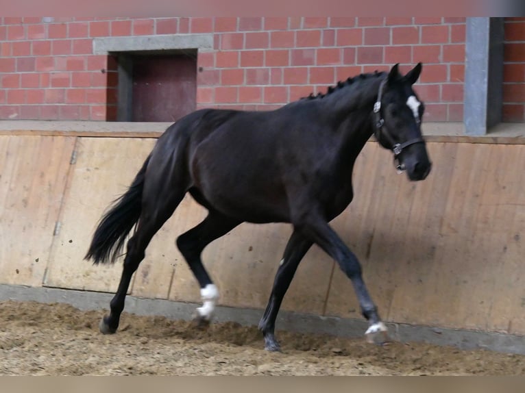 Hannover Stallone 2 Anni 164 cm Morello in Dorsten