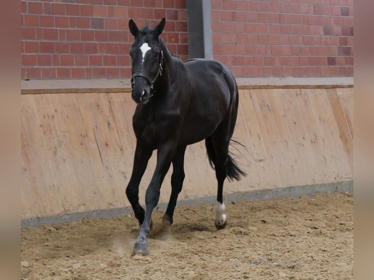 Hannover Stallone 2 Anni 164 cm Morello in Dorsten