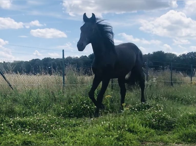 Hannover Stallone 2 Anni 165 cm Baio scuro in Steyerberg