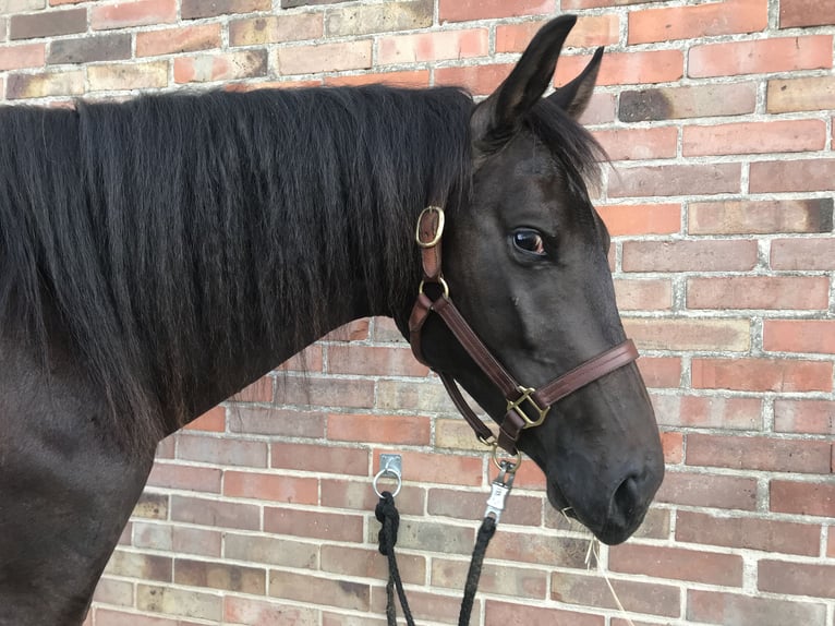 Hannover Stallone 2 Anni 165 cm Baio scuro in Steyerberg