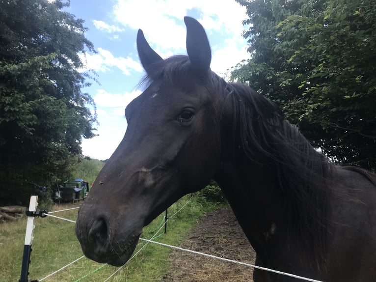 Hannover Stallone 2 Anni 165 cm Baio scuro in Steyerberg