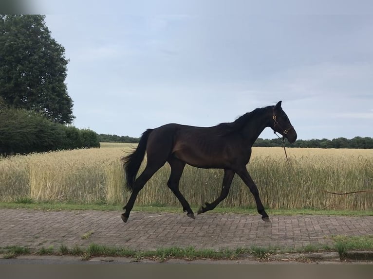 Hannover Stallone 2 Anni 165 cm Baio scuro in Steyerberg