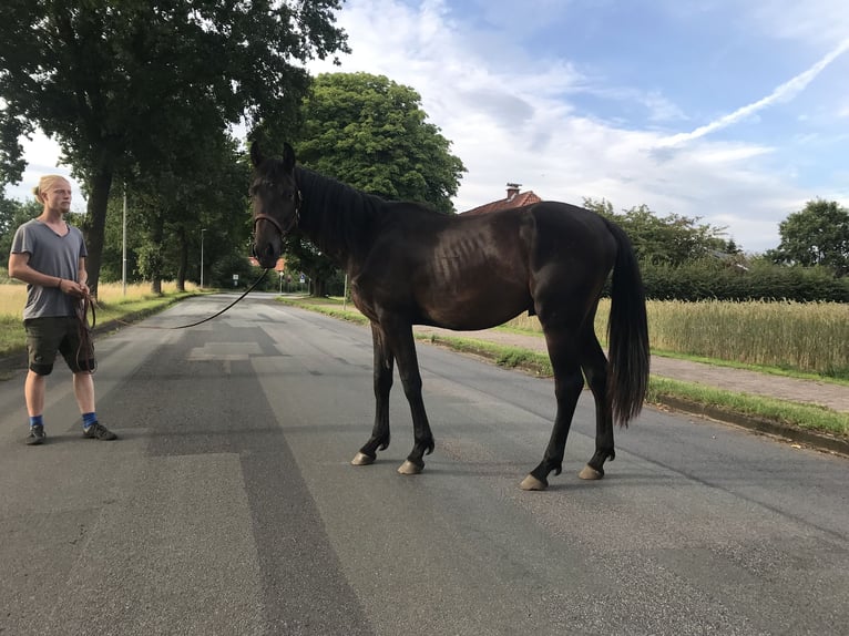 Hannover Stallone 2 Anni 165 cm Baio scuro in Steyerberg