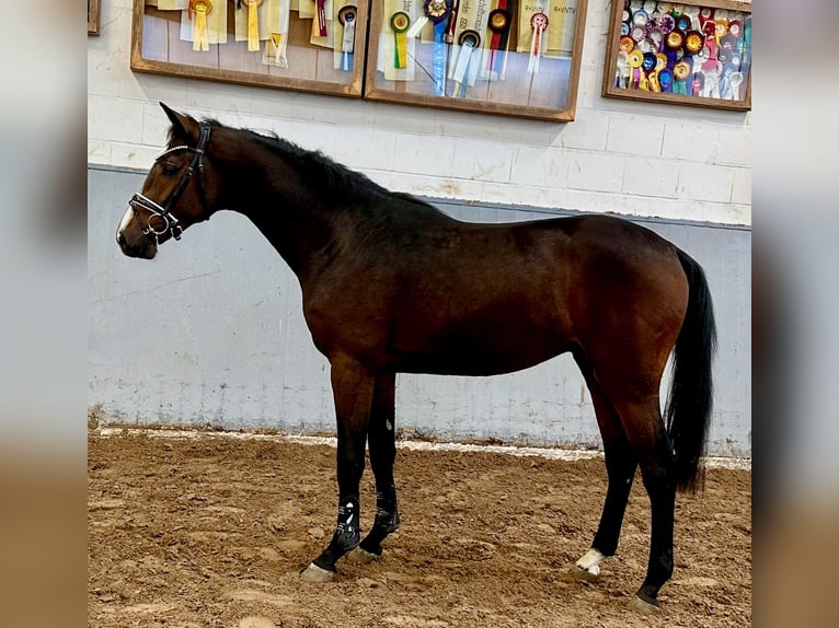 Hannover Stallone 2 Anni 165 cm Baio scuro in Syke Hannover Stallone 2 Anni 165 cm Baio scuro in Syke