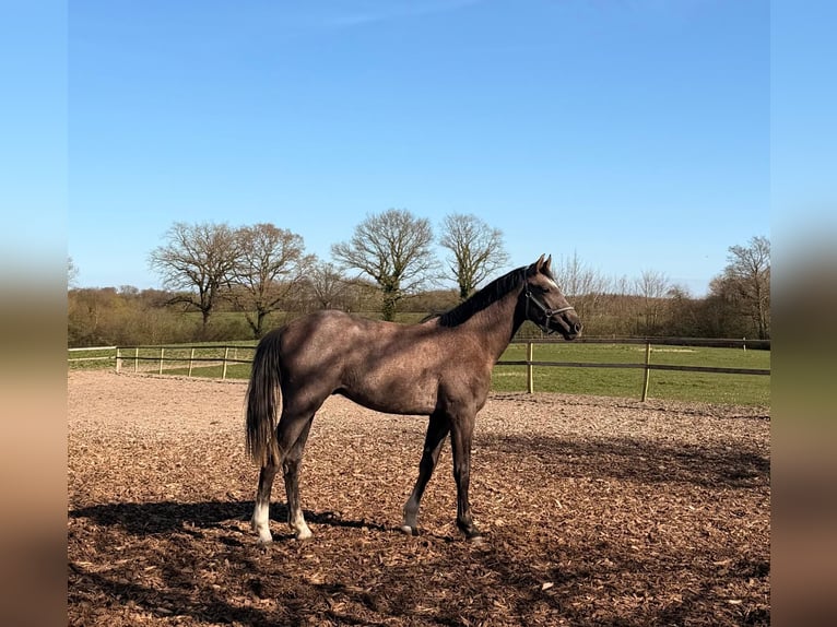 Hannover Stallone 2 Anni 165 cm Grigio rossastro in Ahrensbök