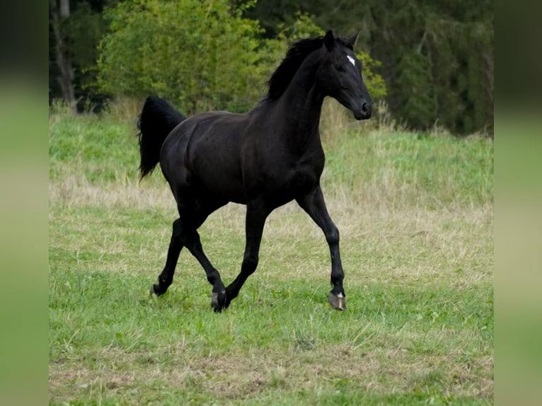 Hannover Stallone 2 Anni 165 cm Morello in Nettersheim