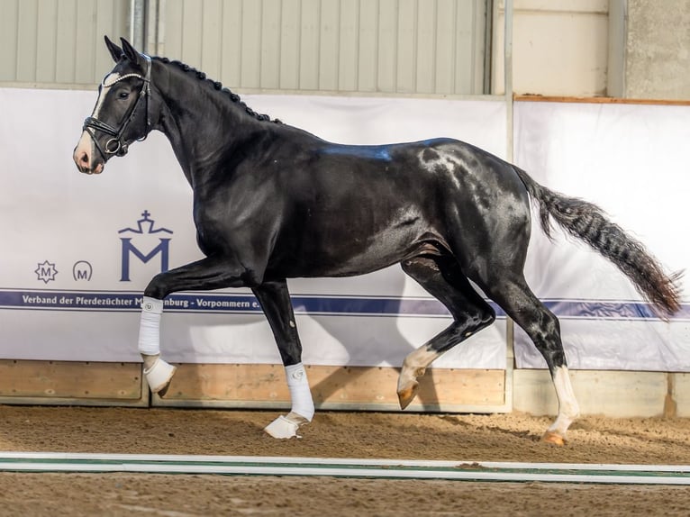 Hannover Stallone 2 Anni 165 cm Morello in Redefin