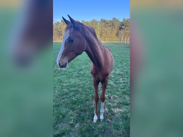 Hannover Stallone 2 Anni 165 cm Sauro in Bad Pyrmont