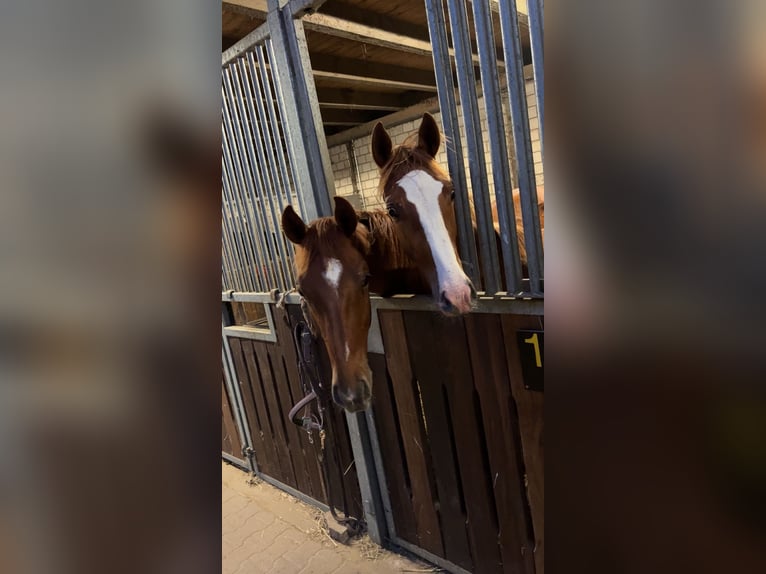 Hannover Stallone 2 Anni 165 cm Sauro in Bad Pyrmont