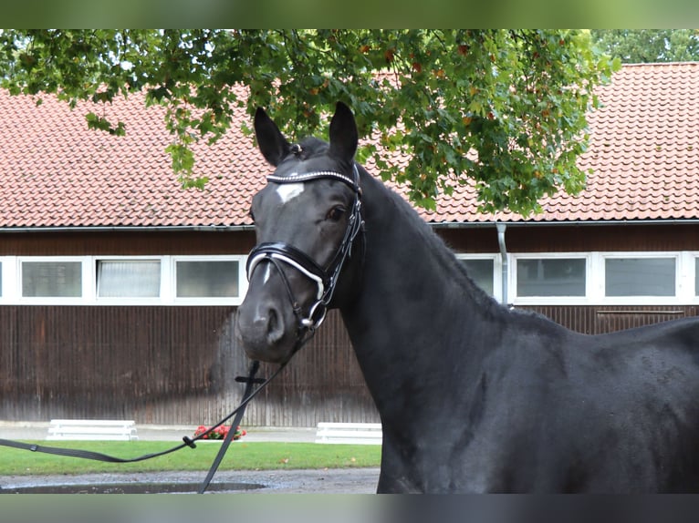 Hannover Stallone 2 Anni 166 cm Morello in Celle