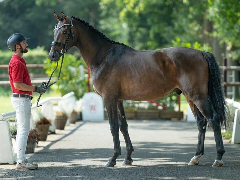 Hannover Stallone 2 Anni 167 cm Baio in Münster-Handorf