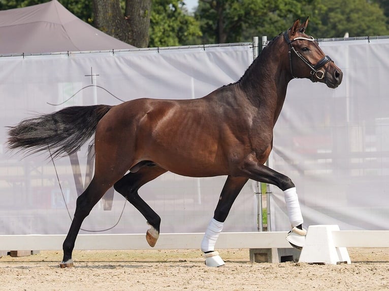 Hannover Stallone 2 Anni 167 cm Baio in Münster-Handorf