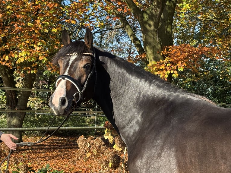 Hannover Stallone 2 Anni 167 cm Baio scuro in HassendorfSottrum