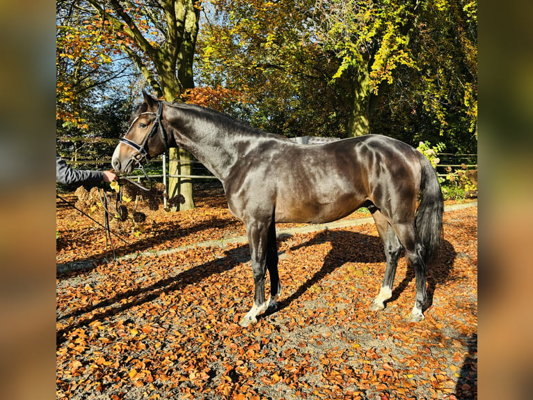 Hannover Stallone 2 Anni 167 cm Baio scuro in HassendorfSottrum