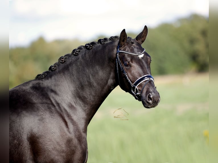 Hannover Stallone 2 Anni 167 cm Morello in Diepholz