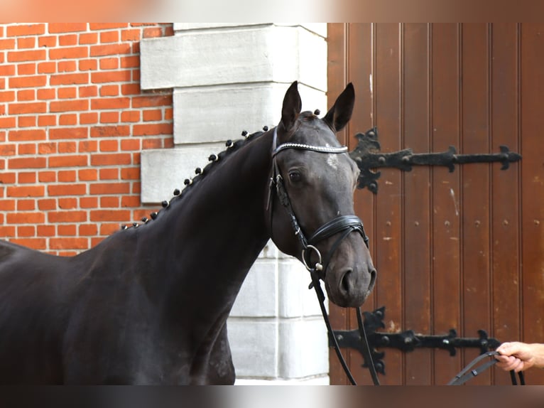 Hannover Stallone 2 Anni 167 cm Morello in Celle