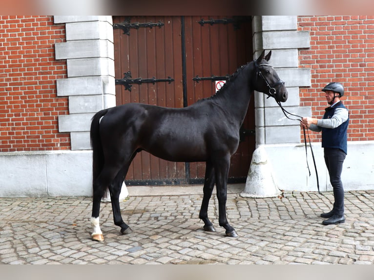 Hannover Stallone 2 Anni 167 cm Morello in Celle