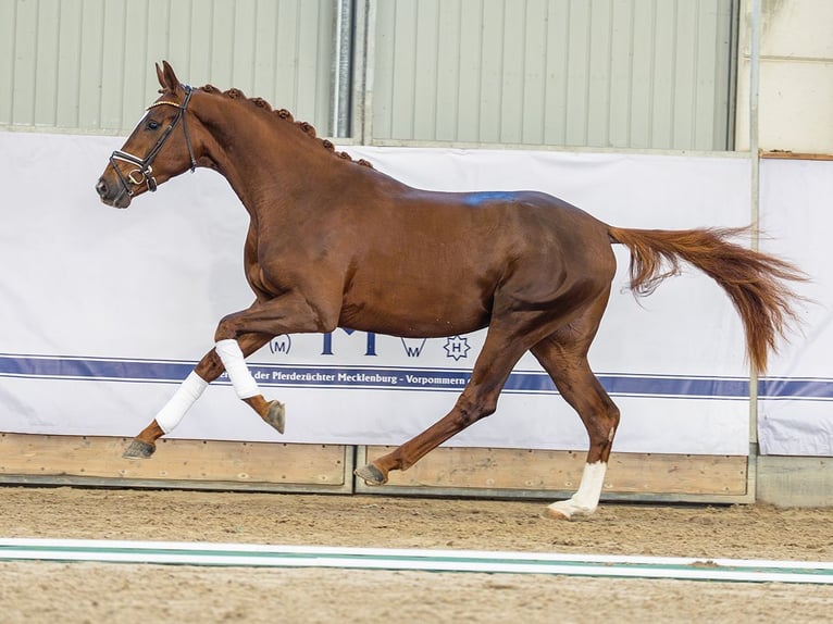 Hannover Stallone 2 Anni 167 cm Sauro in Redefin