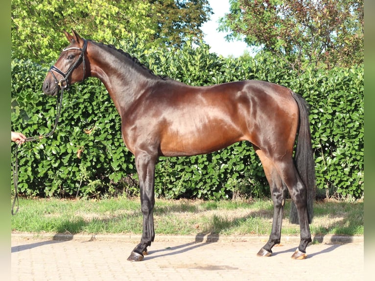 Hannover Stallone 2 Anni 168 cm Baio in Selsingen
