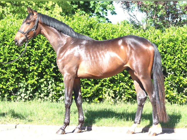 Hannover Stallone 2 Anni 168 cm Baio in Selsingen
