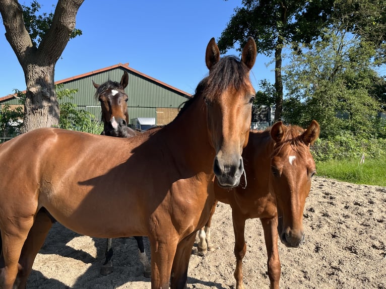 Hannover Stallone 2 Anni 168 cm Baio in Bremen