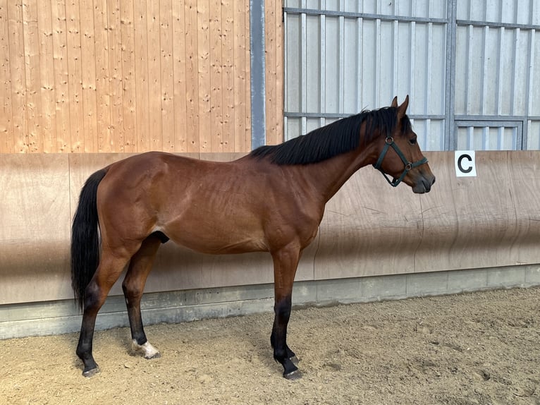 Hannover Stallone 2 Anni 168 cm Baio in Bremen