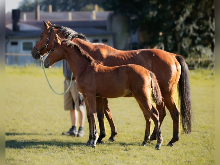 Hannover Stallone 2 Anni 168 cm Baio chiaro in Nörten-Hardenberg