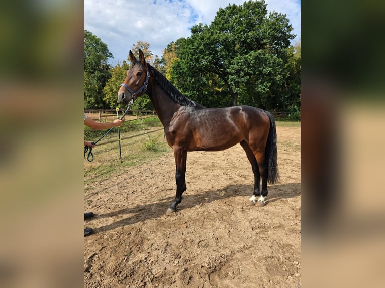 Hannover Stallone 2 Anni 168 cm Baio scuro in Vienenburg