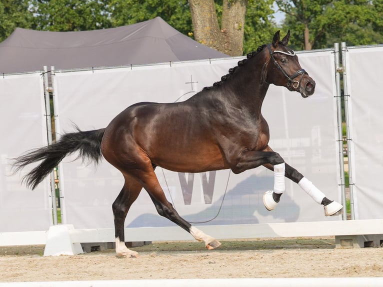 Hannover Stallone 2 Anni 168 cm Baio scuro in Münster