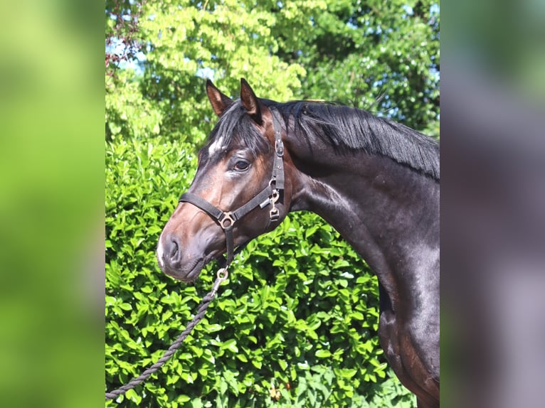 Hannover Stallone 2 Anni 168 cm Baio scuro in Selsingen
