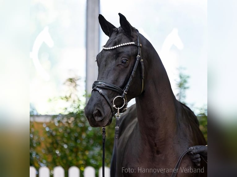 Hannover Stallone 2 Anni 168 cm Morello in Lutter/Bbge