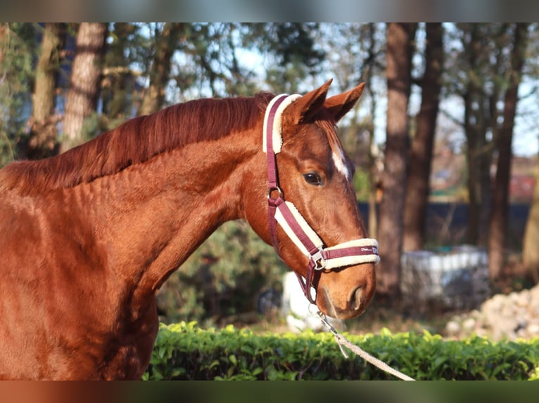 Hannover Stallone 2 Anni 168 cm Sauro in Reeßum