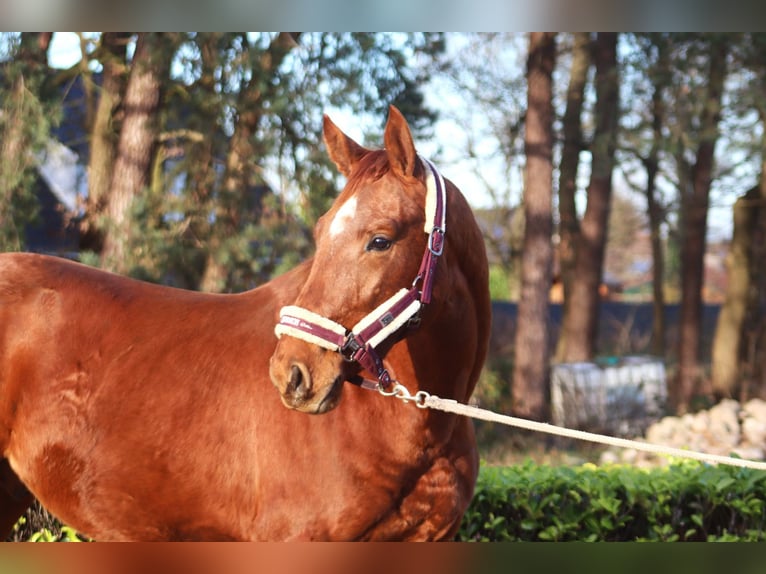 Hannover Stallone 2 Anni 168 cm Sauro in Reeßum
