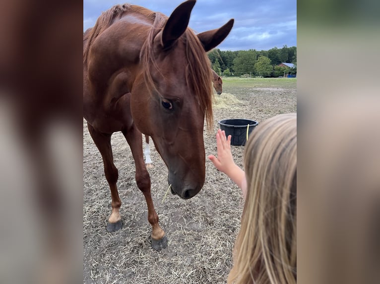 Hannover Stallone 2 Anni 168 cm Sauro in Drensteinfurt