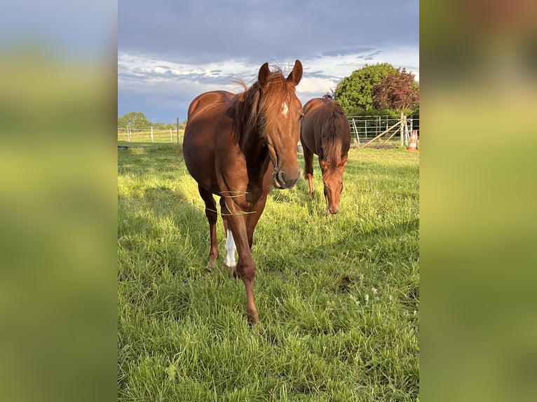 Hannover Stallone 2 Anni 168 cm Sauro in Drensteinfurt