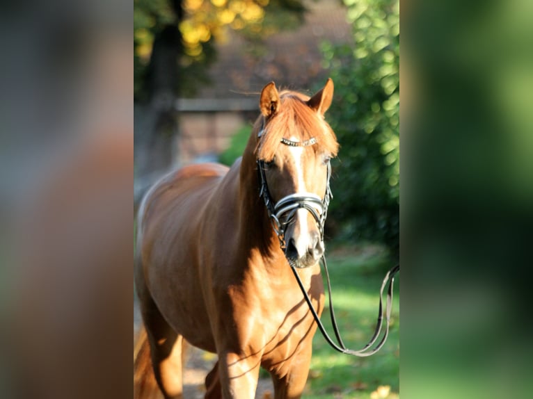 Hannover Stallone 2 Anni 168 cm Sauro in Kutenholz