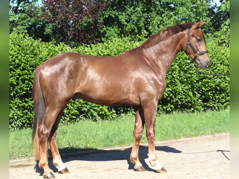 Hannover Stallone 2 Anni 168 cm Sauro scuro in Selsingen