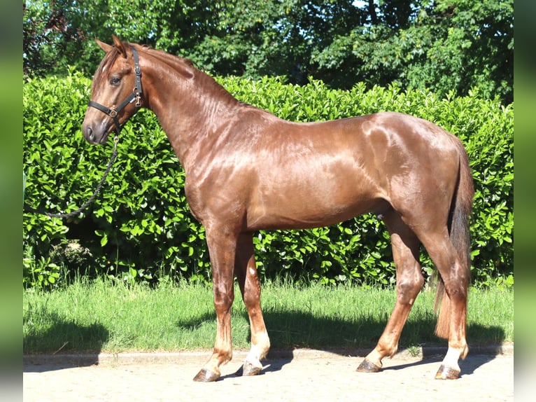 Hannover Stallone 2 Anni 168 cm Sauro scuro in Selsingen