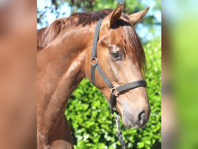 Hannover Stallone 2 Anni 168 cm Sauro scuro in Selsingen