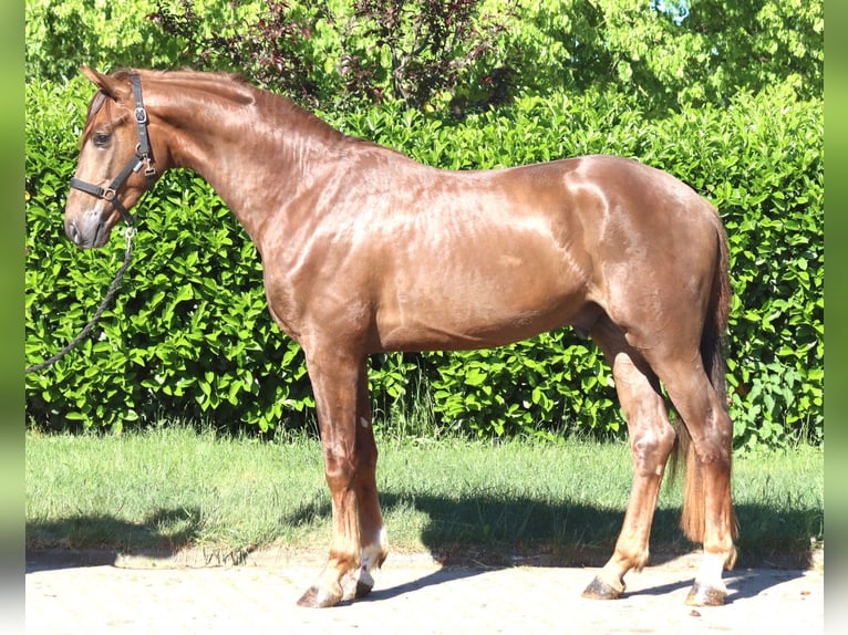Hannover Stallone 2 Anni 168 cm Sauro scuro in Selsingen