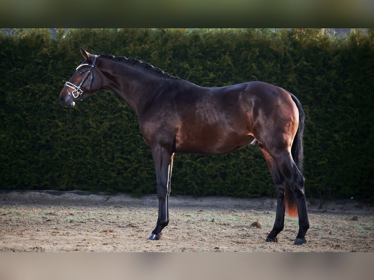 Hannover Stallone 2 Anni 169 cm Baio scuro in Gersten